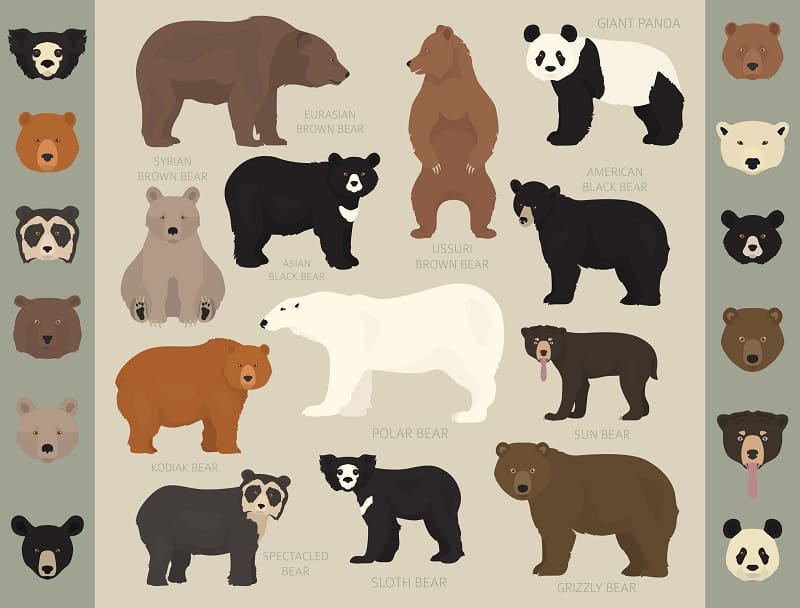 The Eight (8) Bear Species